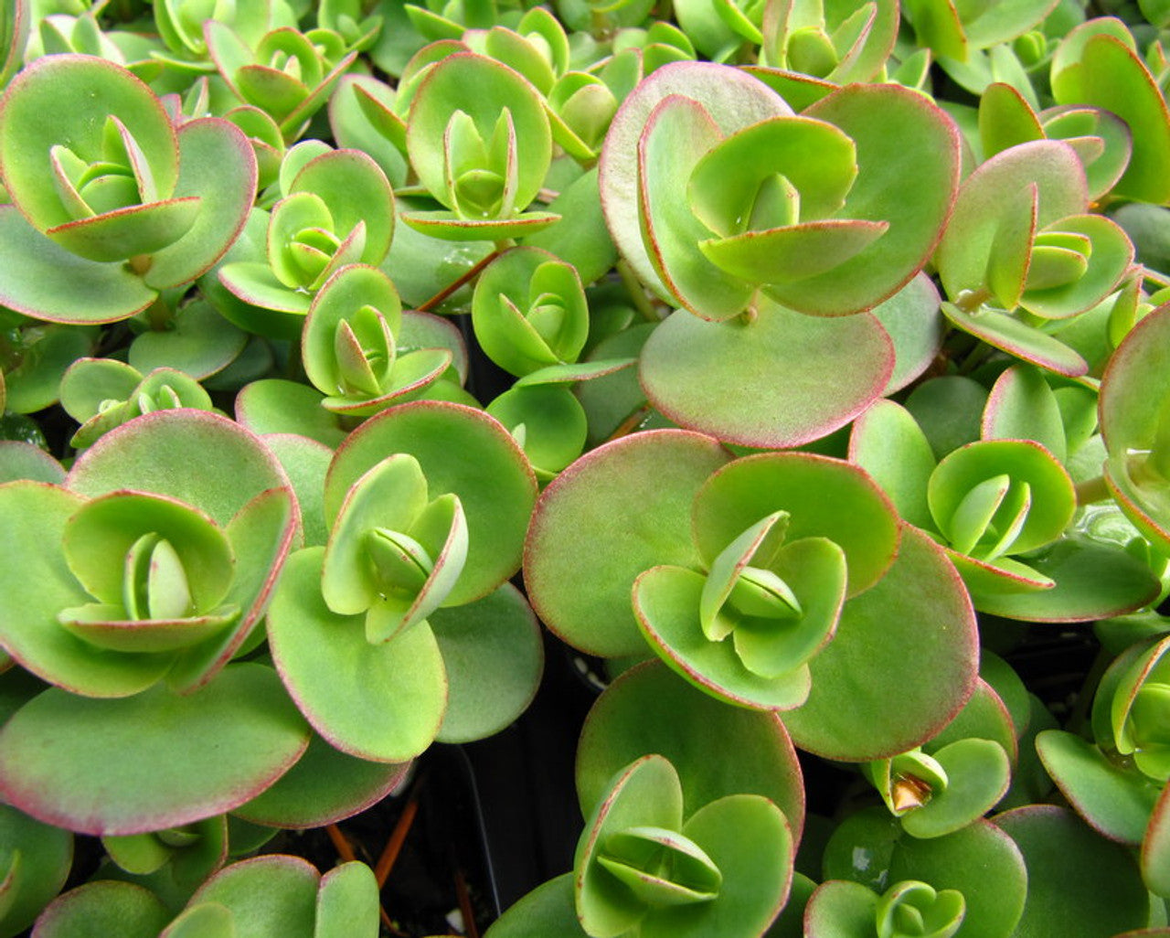 Sedum Lime Zinger