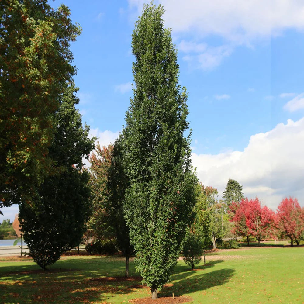 Oak Tree - Park Grade