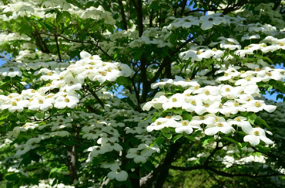 1” Starlight Dogwood - 🌲