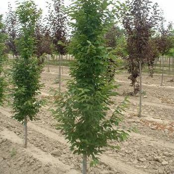 Frans Fontaine hornbeam 2.0” 12/2023 3.0