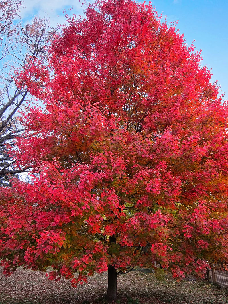 Sun Valley Maple