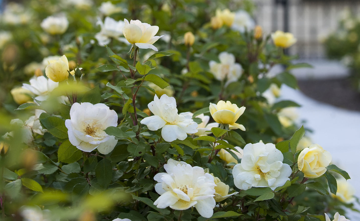 Rosa KO Sunny Knock Out