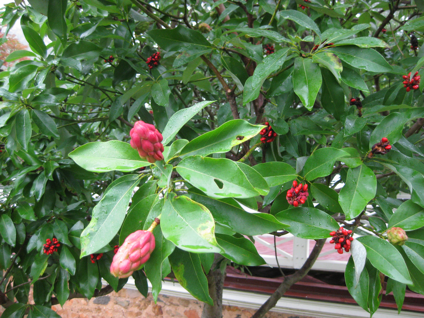 Sweet Bay Magnolia