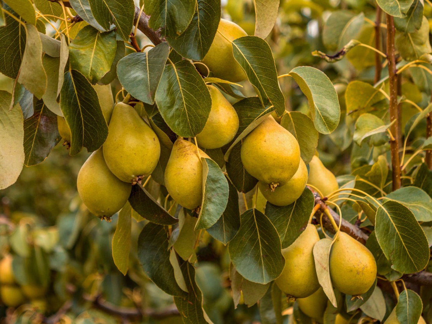 Pear Tree - 🌲