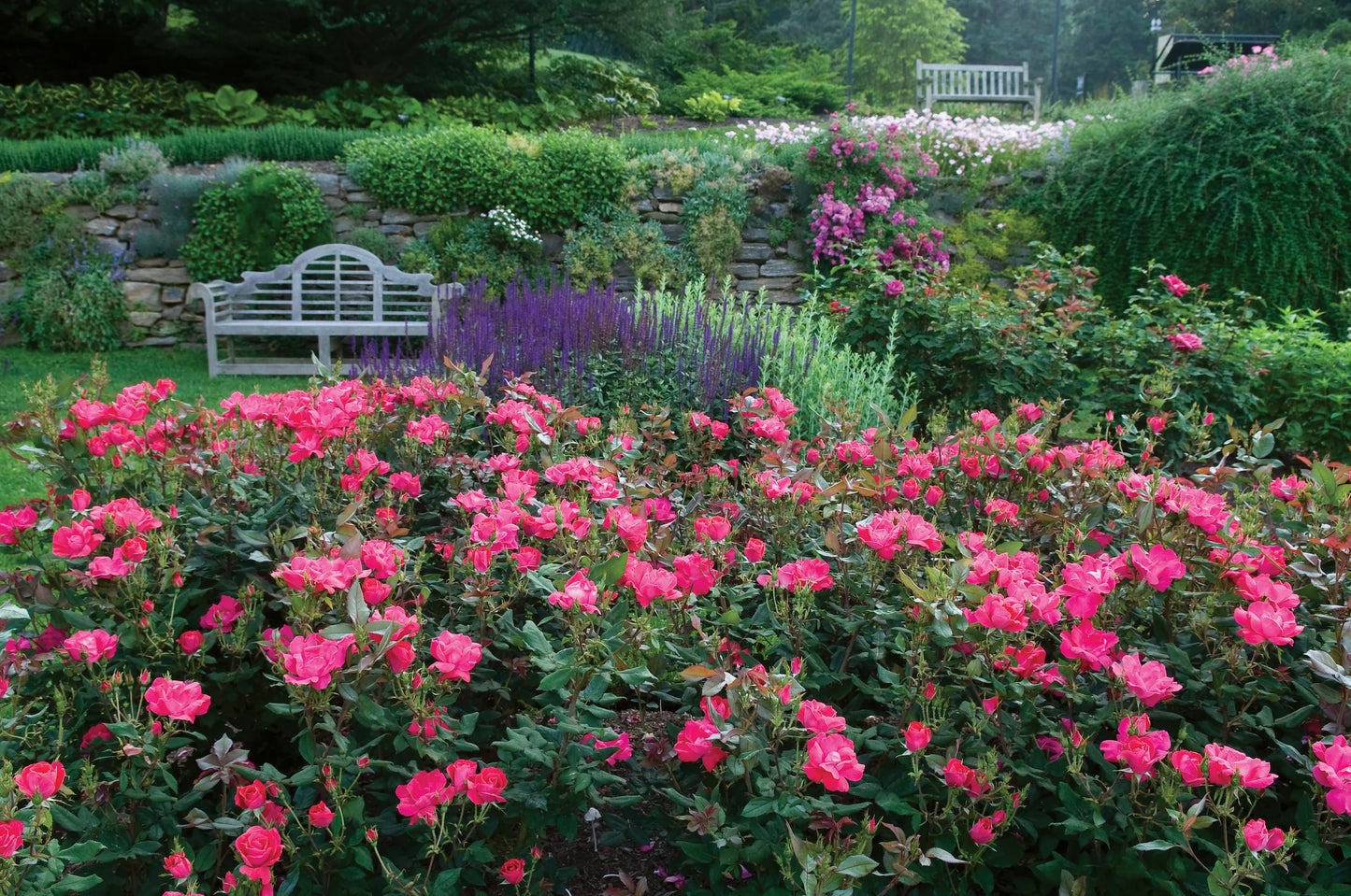 Knockout Roses - mixed colors- colors unknown