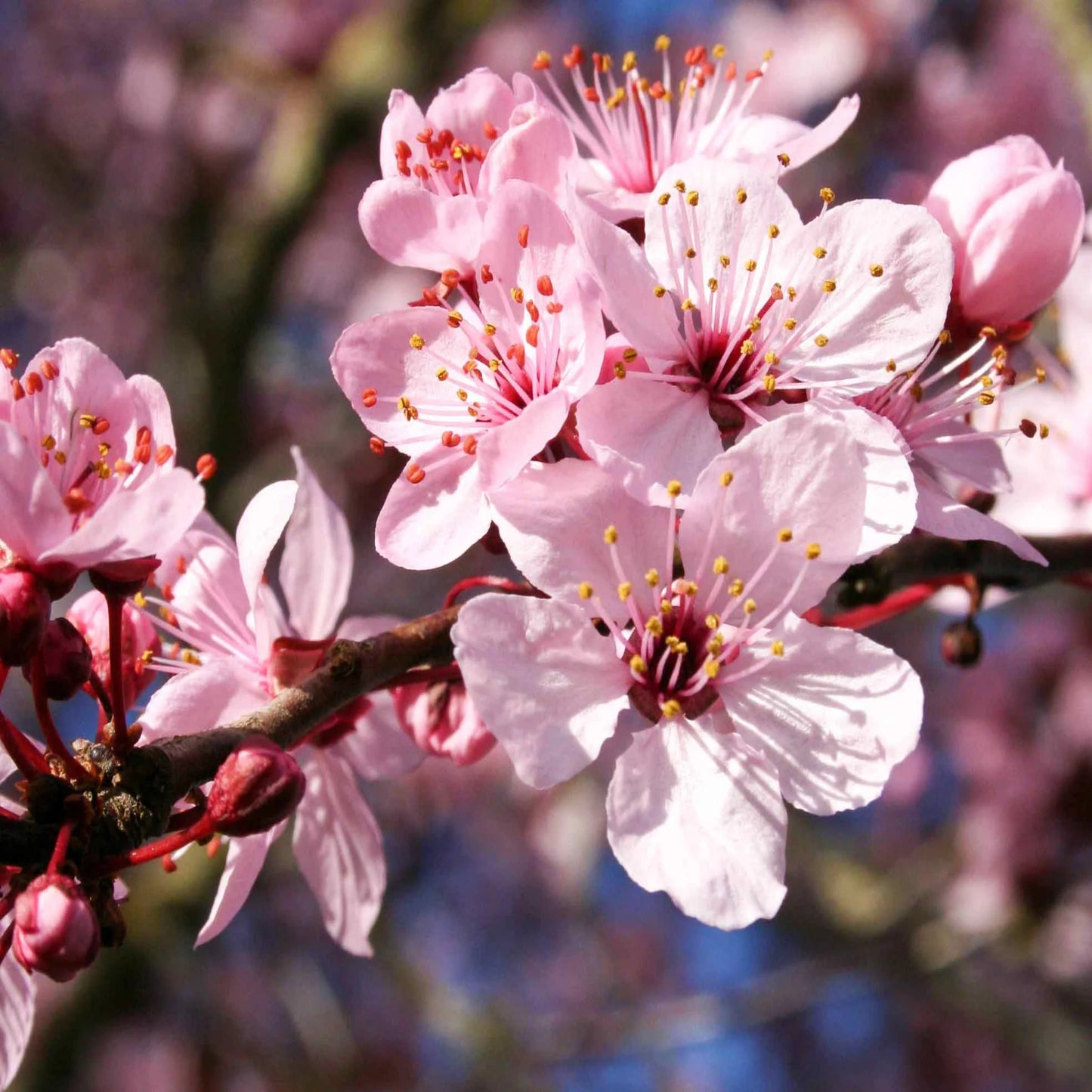 Thundercloud Plum - š²