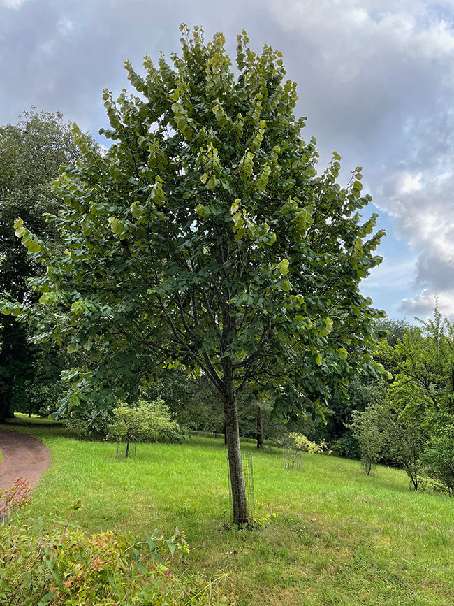 Silver Linden - 🌲