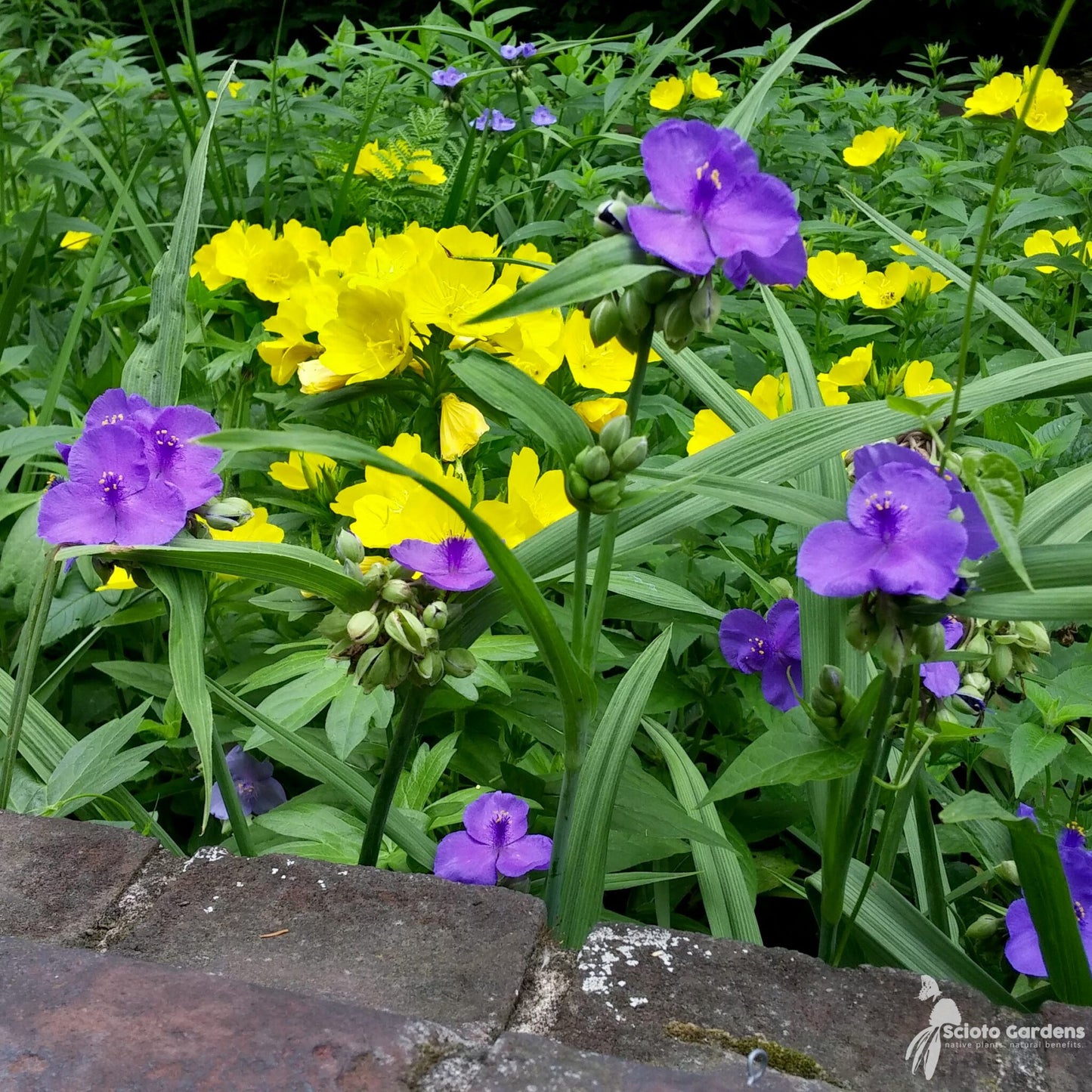 Spiderwort