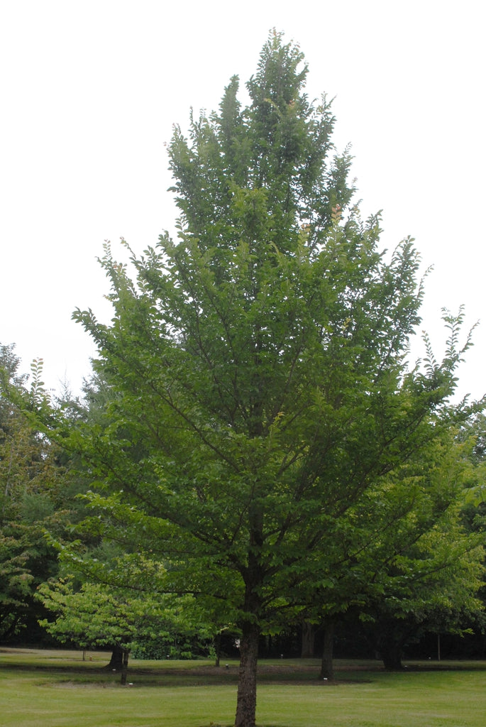 2.5 Inch Greenstone Elm - 🌲