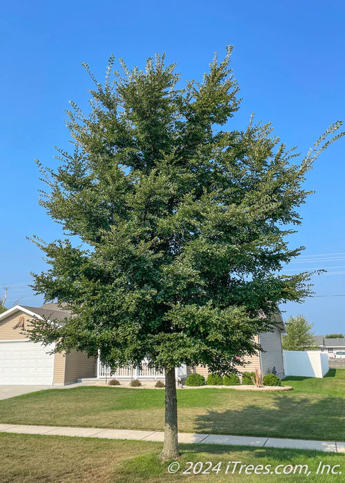 Patriot Elm - 🌲