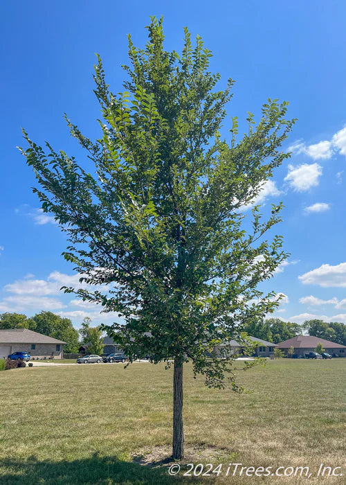 3.0 Inch New Horizon Elm