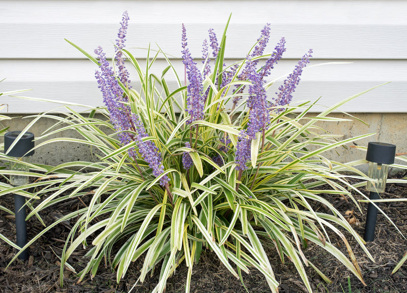 Liriope Variegated