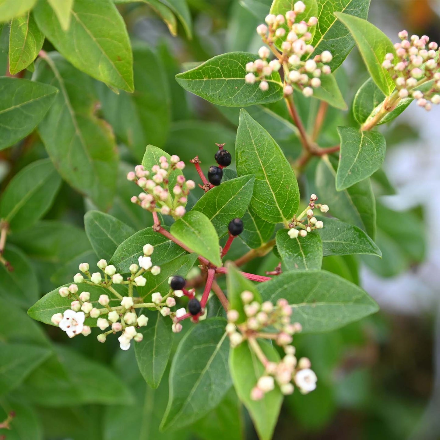 Viburnum - š²