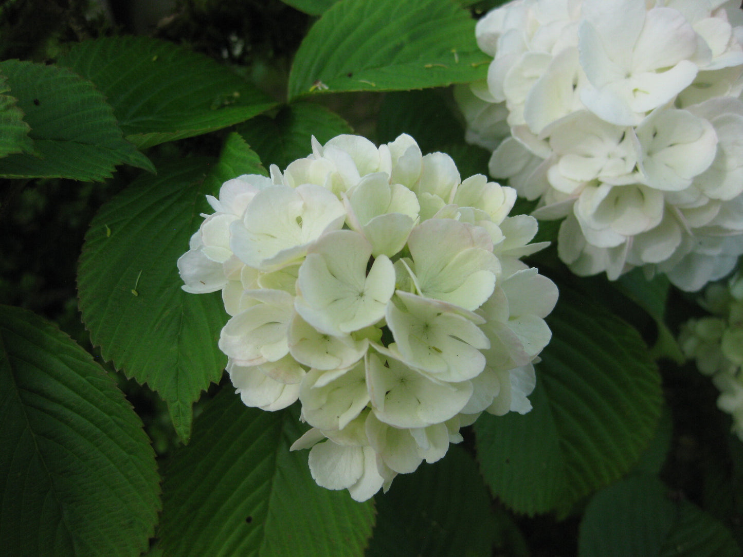 8 ‘ Viburnum - White Blooming - 🌲