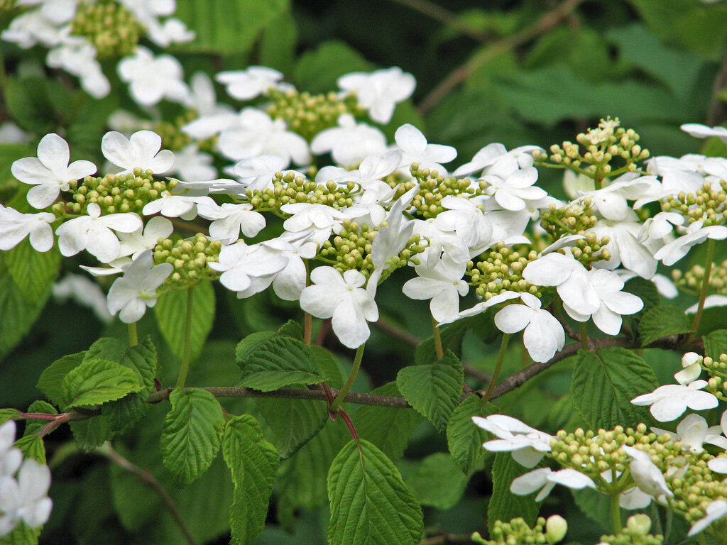8 ‘ Viburnum - White Blooming - 🌲