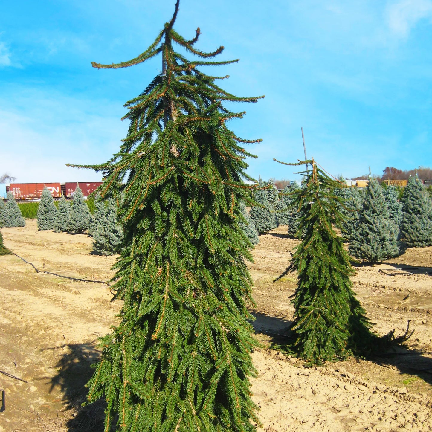 Ornamental Weeping Norway Pine