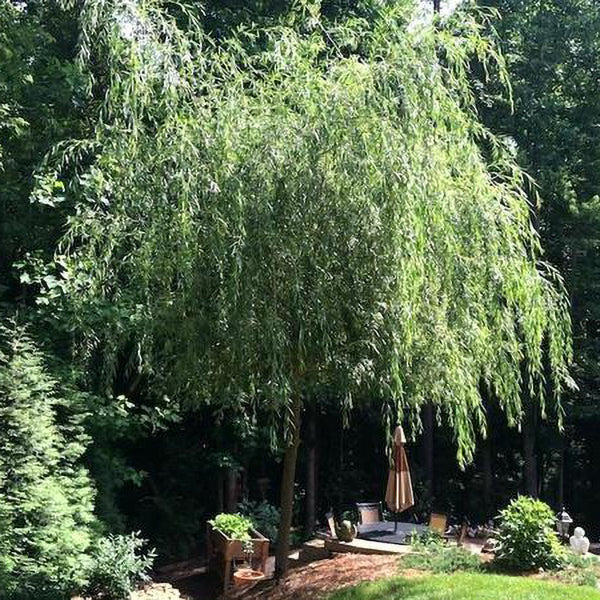Golden Weeping Willow
