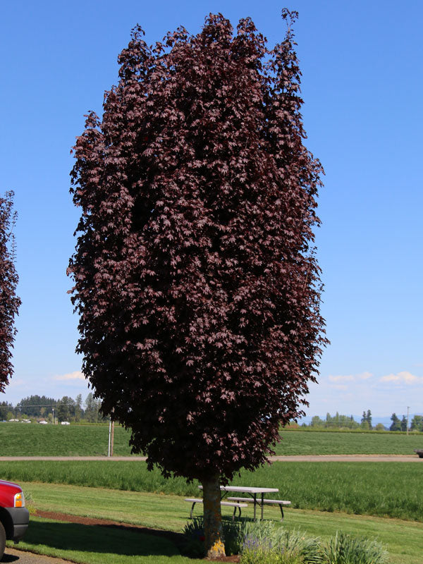 2.0 INCH Crimson Century Maple - 🌲