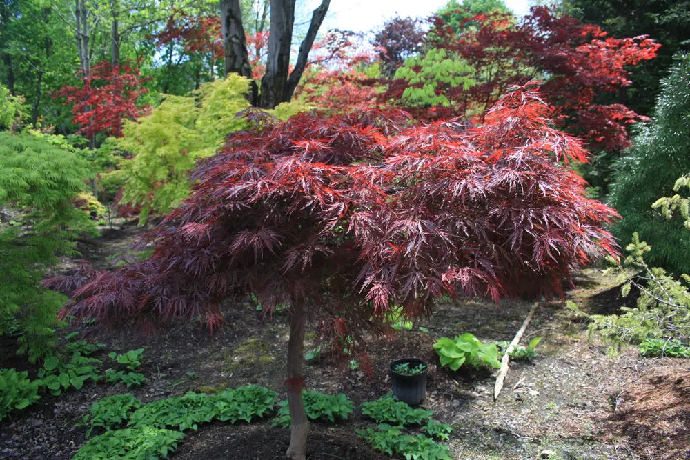 Acer Red Dragon Japanese Maple