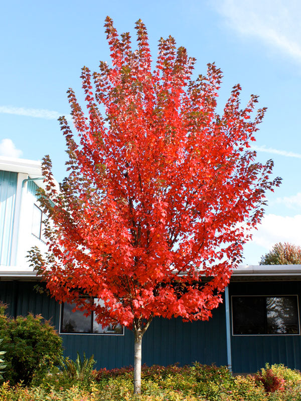 Sun Valley Maple