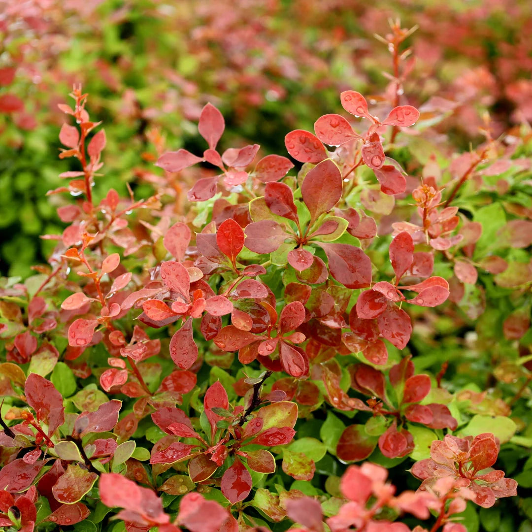 Admiration Barberry
