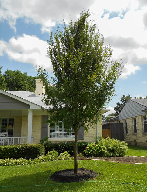 Allee Lacebark Elm