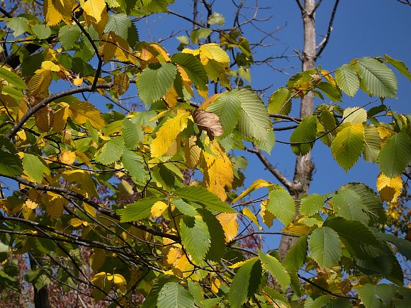 3.0 “ American Elm