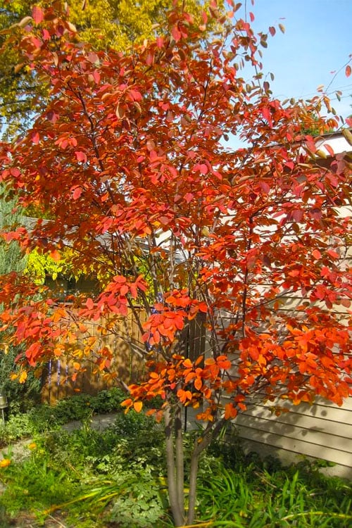 Autumn Brilliance Serviceberry 5-6’ clump 12/2023 (3.0)