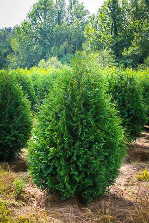 Emerald Green Arborvitae