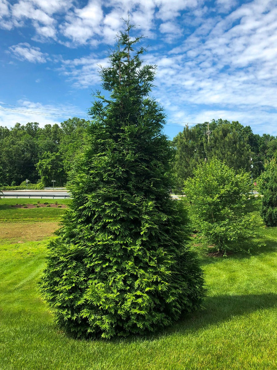 6’ Green Giant Arborvitae