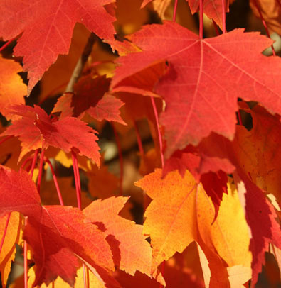 Armstrong Maple - 🌲