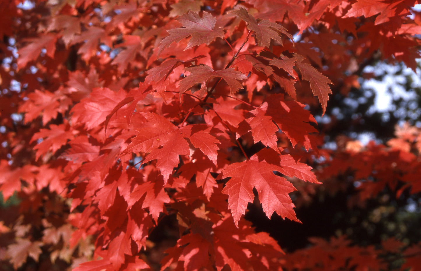 3.5" Autumn Blaze Maple