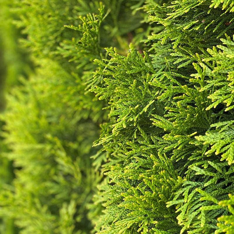 8' Green Giant Arborvitae - 🌲