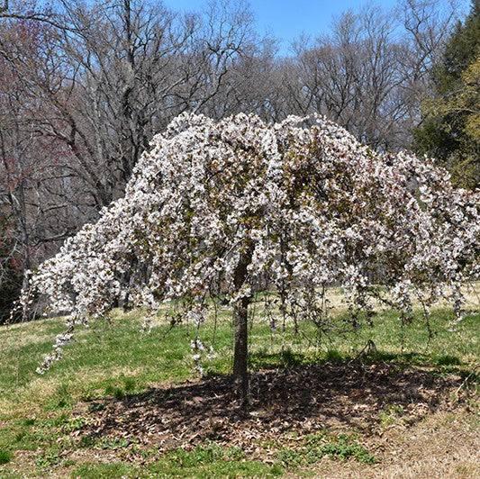 25G Weeping Cherry Tree - 🌲