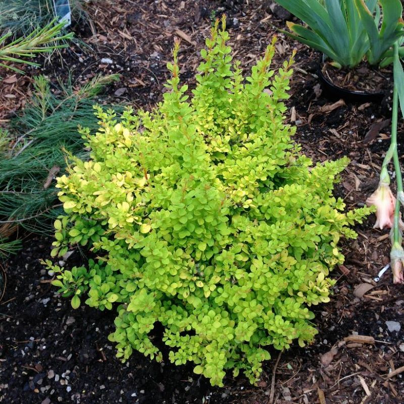 Barberry- Yellow