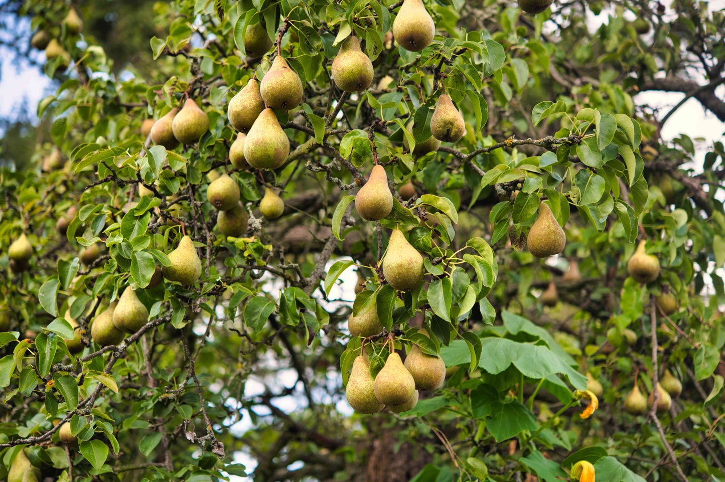 2.0 inch Pear Tree -🌲