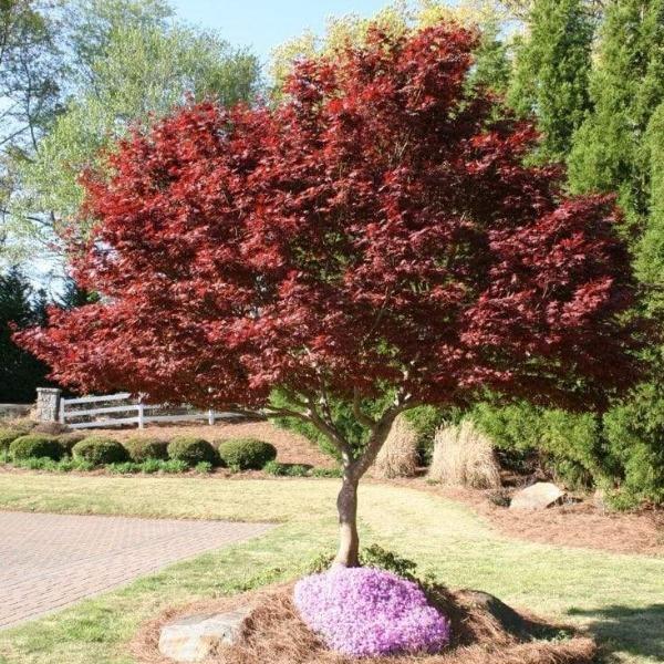 Acer p. 'Bloodgood' LB