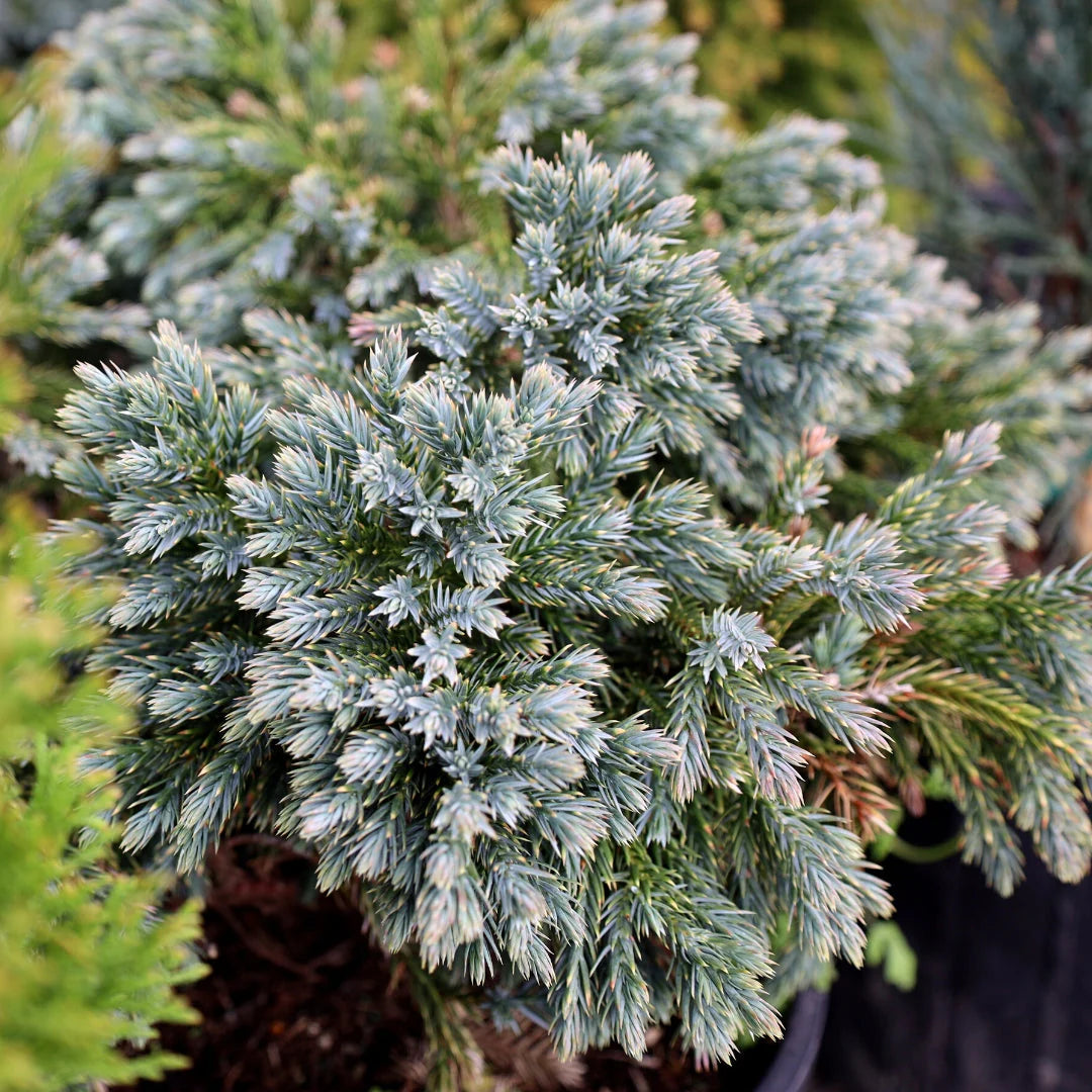 Blue Juniper 36"