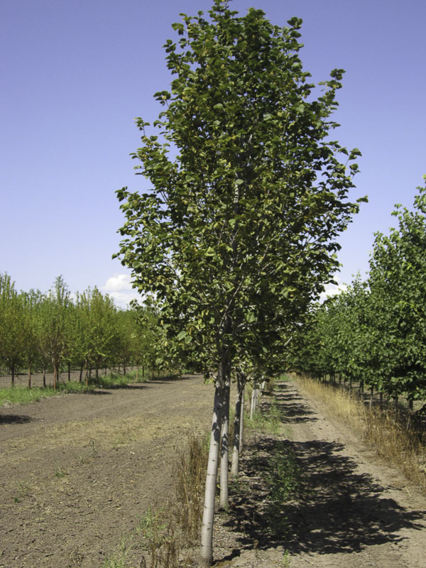 3.0 inch Boulevard Linden Tree