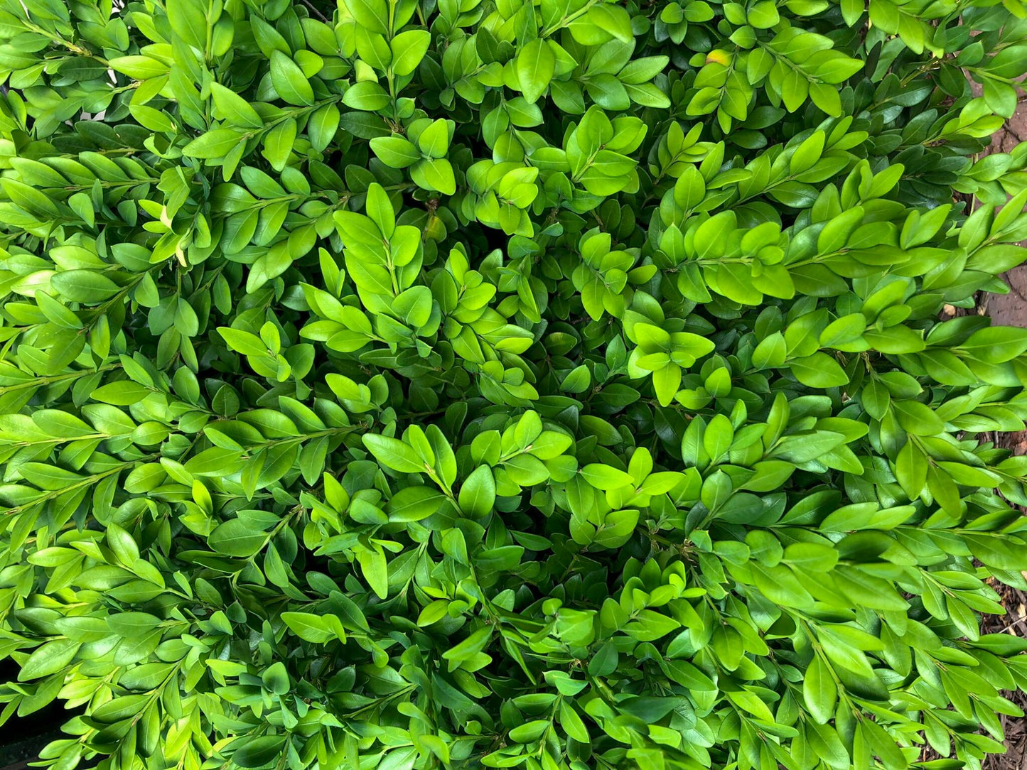 18" Green Velvet Boxwood - 🌲