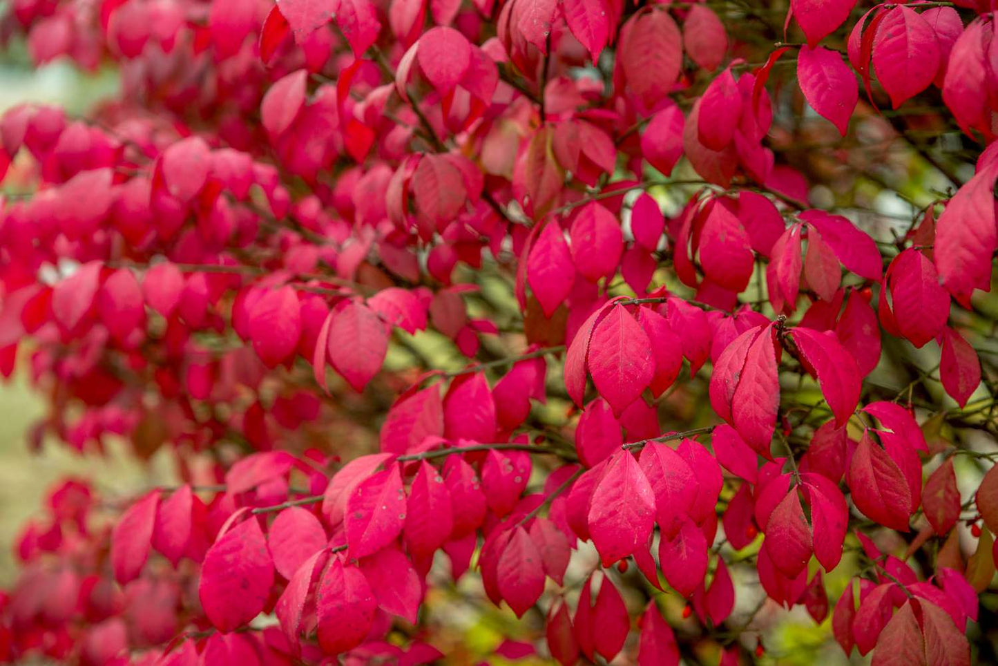 24" Burning Bush - š²