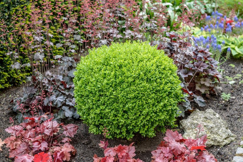 Mixed Boxwoods