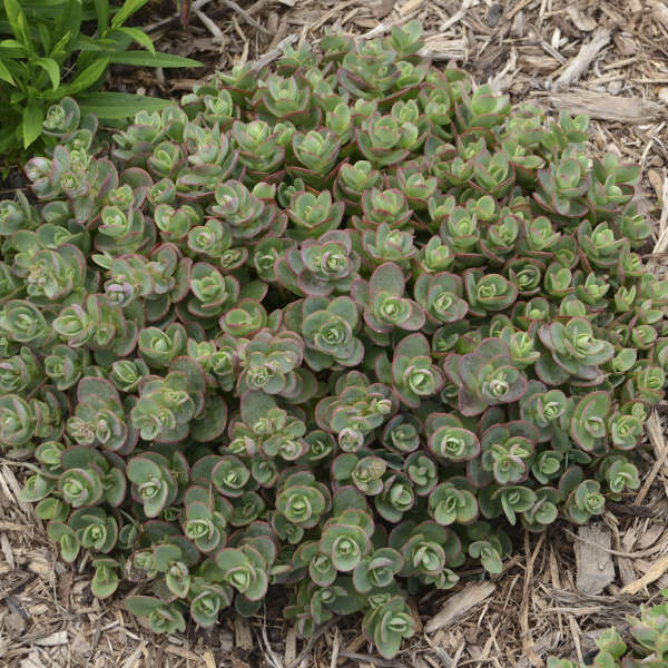 Sedum Lime Zinger