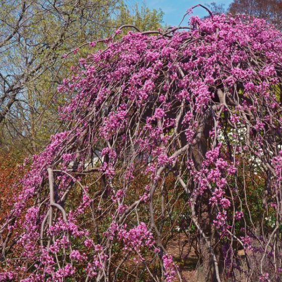 Pink Heartbreaker Redbud 1.5”