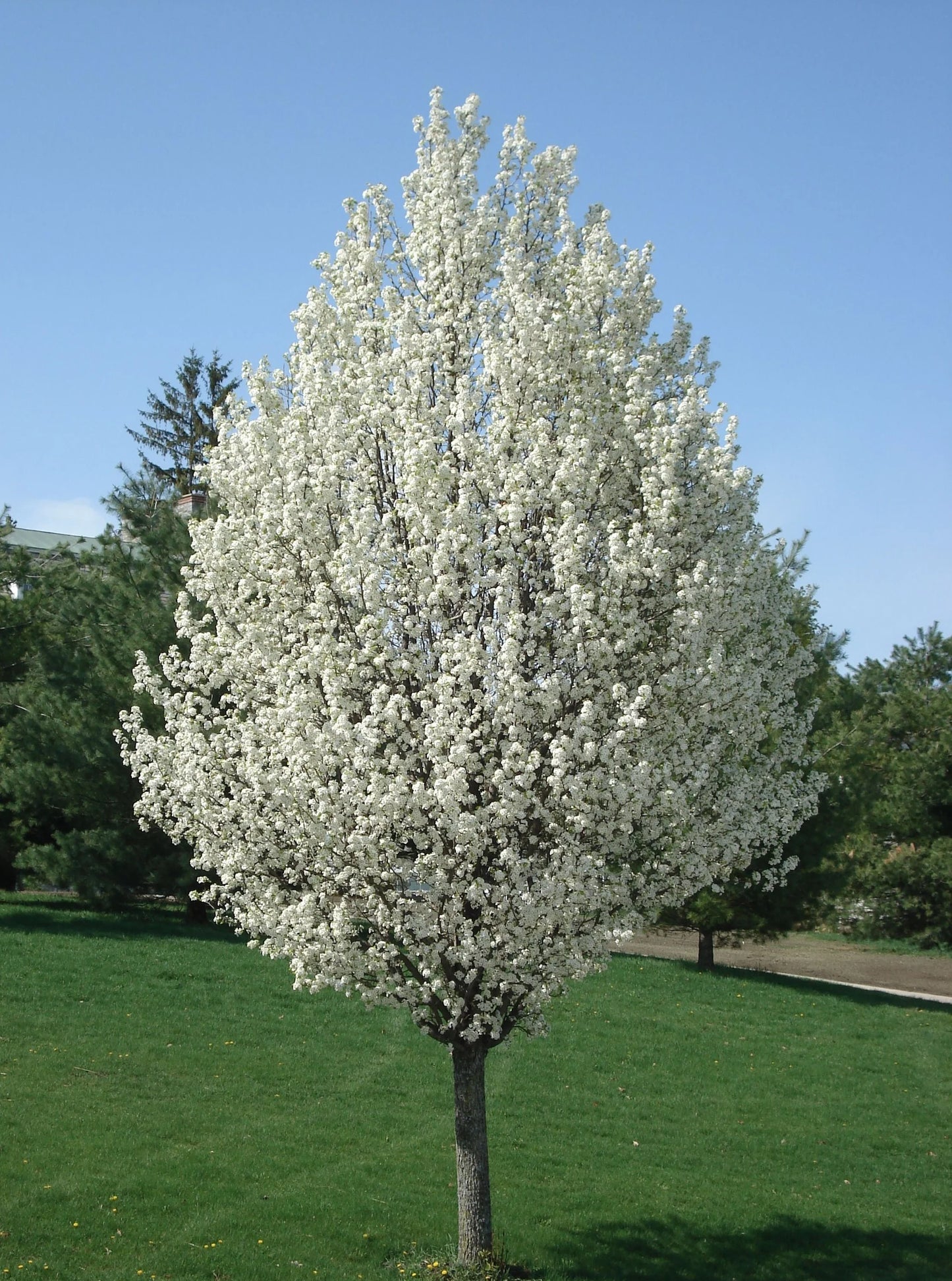 1” Pear Tree - 🌲