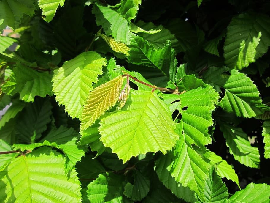 3.0 inch Hornbeam