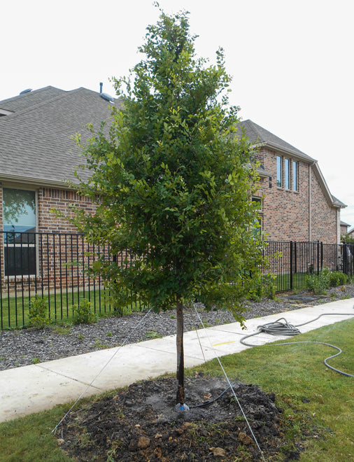 Frontier Elm 15’