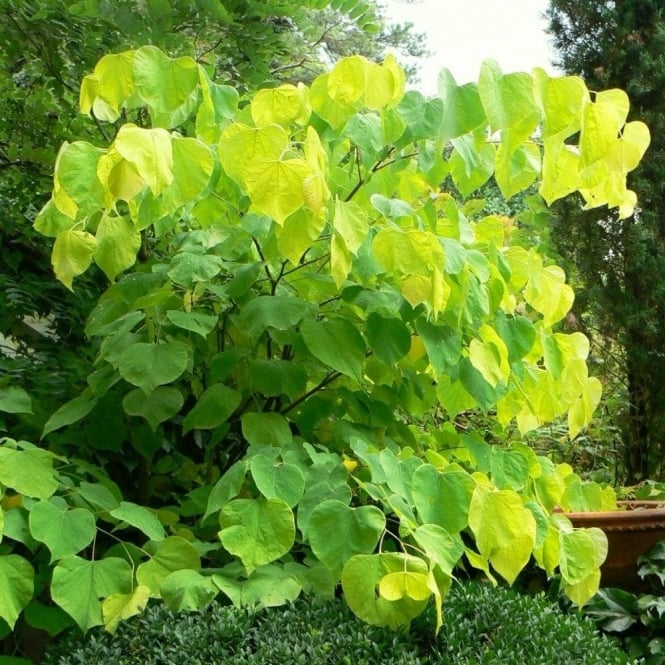 1.75ā Hearts of Gold Redbud - š²