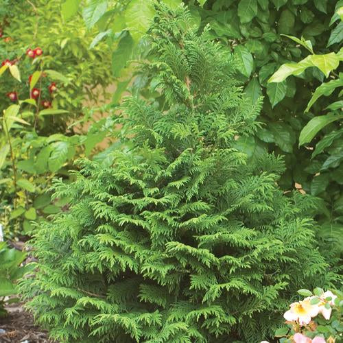 Soft Serve False Cypress