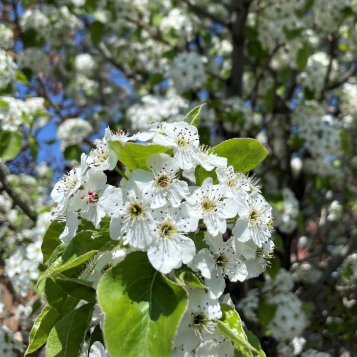 Chanticleer Pear -🌲